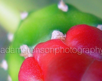 Photograph of a Cactus Red