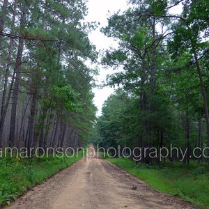 May include: A dirt track winds through a dense forest of tall, green trees. The track is lined with trees on both sides, creating a tunnel-like effect. The trees are mostly pine trees, with some deciduous trees mixed in.