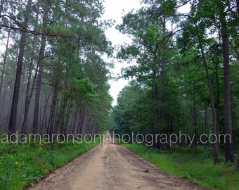 Photograph of dirt road pine trees