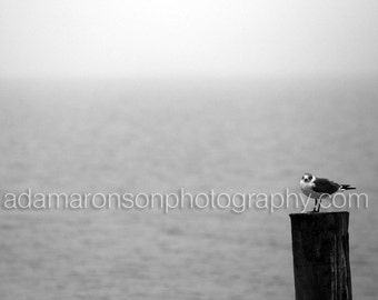 Photograph of a lone sea gull in black and white