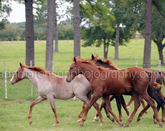 Photograph of running ponies