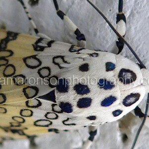 May include: Close-up of a white moth with black and blue spots on its wings. The moth is resting on a white surface.