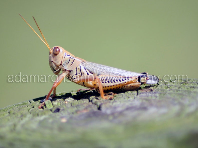 Photograph of Grasshopper on fence post image 1