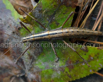 Photograph of a brown walking stick bug