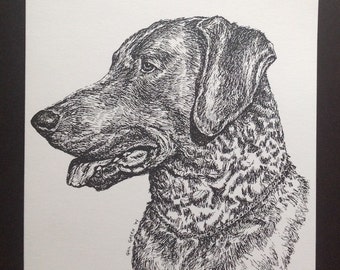 Chesapeake Bay Retriever Art Print (Note Card) - SHIPS FREE!