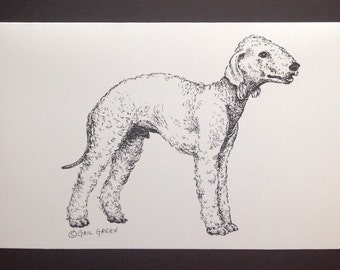 Bedlington Terrier Art Print (Note Card)