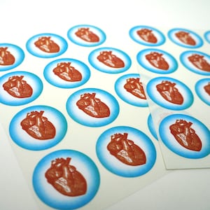 Anatomical Heart Round Stickers- Pack of 24, Free Shipping