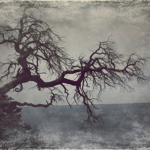 Landscape - Tree, Grand Canyon, Arizona, blue, grey, orange, metallic photo