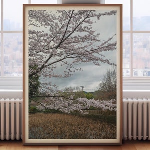 Cherry Blossom Japan Photo Print: Serene Spring Wall Art
