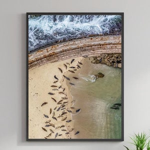 Seals Print | San Diego Print , Poster San Diego, La Jolla, Beach Photography, Ocean Print Wall Art, California Walle Art, California Poster