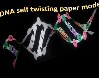 DNA self twisting paper model