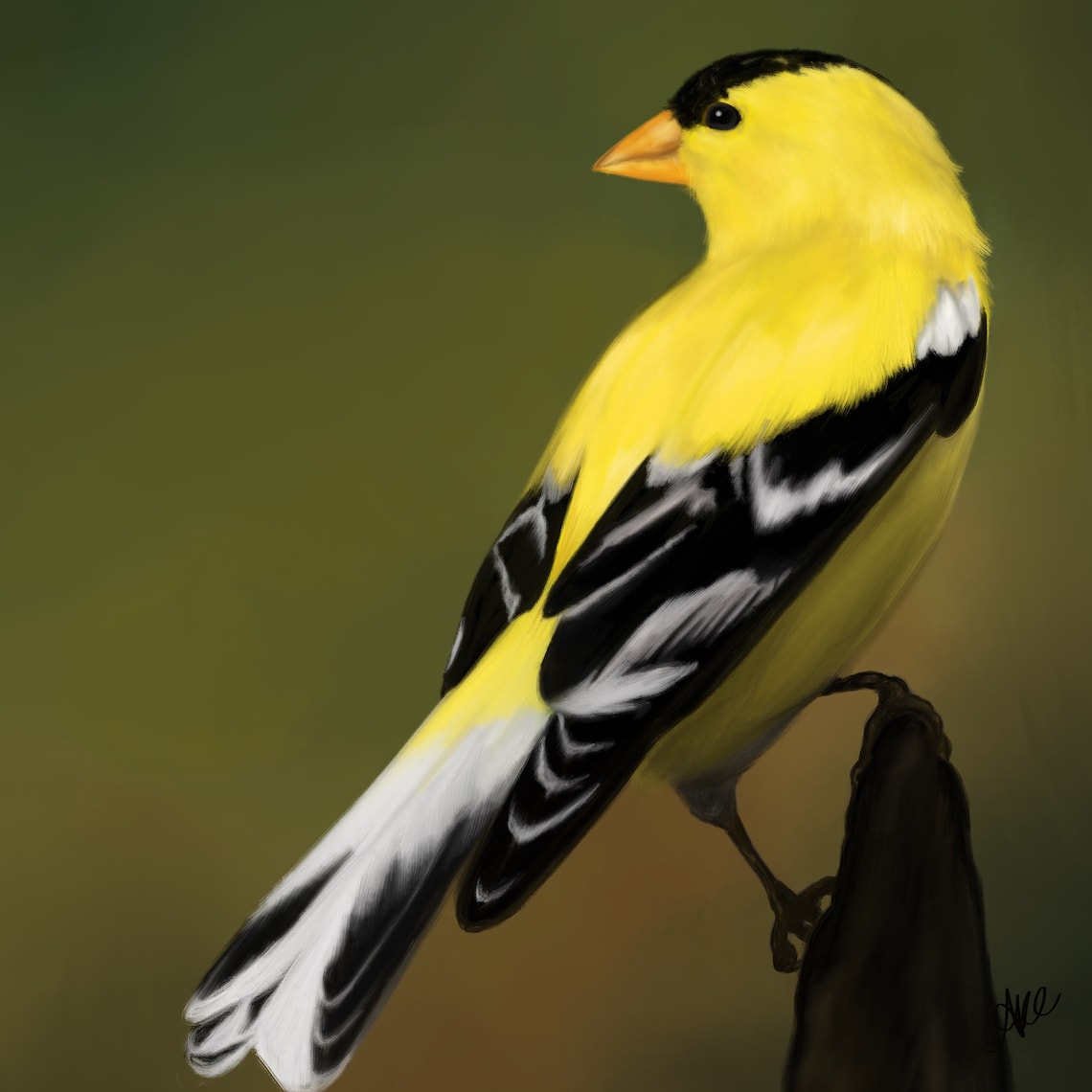 Set of 4 Missouri Backyard Birds Etsy