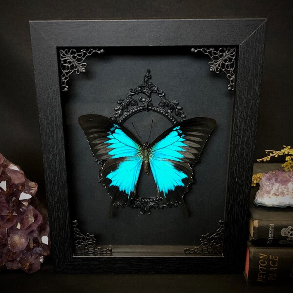 Taxidermy Butterfly real Blue Ulysses in Ornate Gothic Black Shadowbox Witch Halloween Art