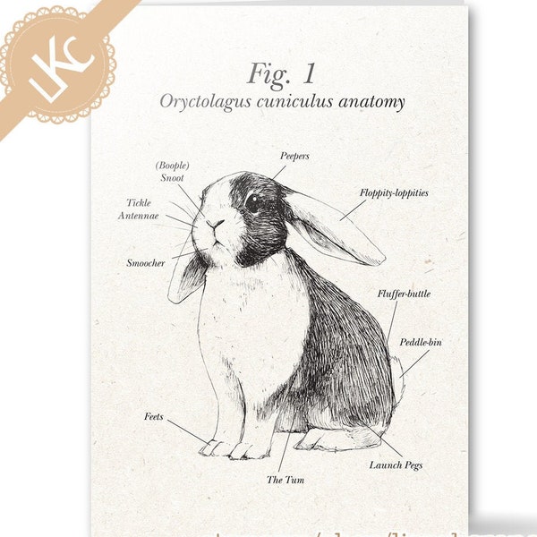 Hase Anatomie Lustige Grußkarte - witzig, niedlich, vintage