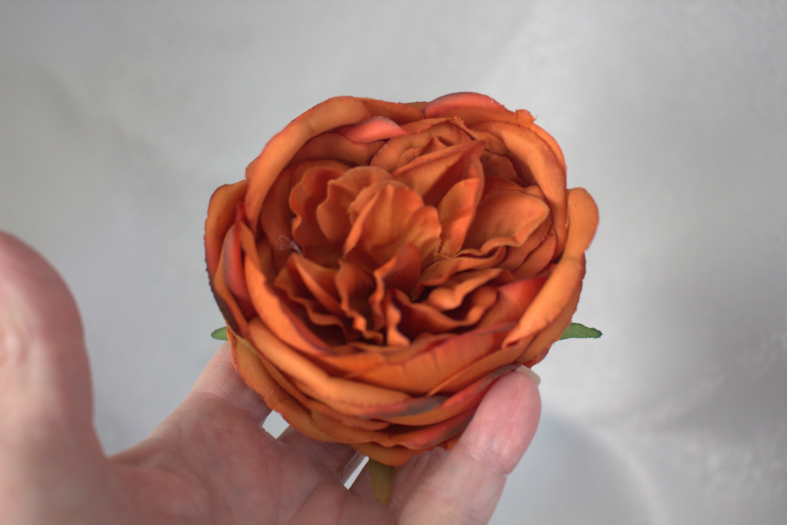 12 Cabbage Rose in Burnt Orange With Wire Stems - Etsy