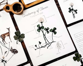 White Clover Mini Natur Studie