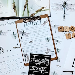 May include: A collection of educational materials for learning about dragonflies. The materials include a black and white illustration of a dragonfly, a word mat with the words "dragonfly" and "fly", a black chalkboard with the words "dragonfly", "wings", and "insect" written on it, and a book titled "Dragonfly" with a colorful illustration of a dragonfly on the cover.