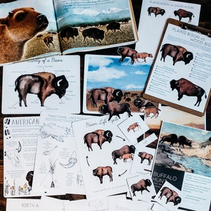 May include: A set of educational printable worksheets about the American Bison. The worksheets include illustrations, diagrams, and text about the bison's anatomy, life cycle, traditional uses, and how to draw a bison. The worksheets are printed on white paper with black ink.
