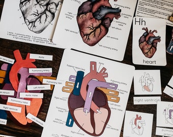 Human Heart Mini Study