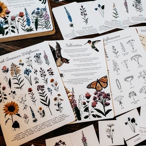 Wildblumen-Einheitsstudie