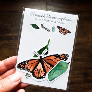Juego de 4 pegatinas del ciclo de vida de la mariposa monarca