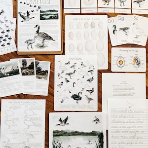 Waterfowl Unit Study
