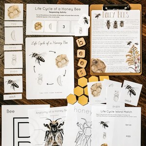 Honey Bee Mini Nature Study - Etsy