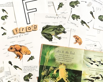Frog Life Cycle Mini Study