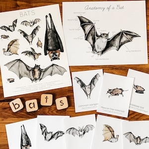 Fledermaus Naturstudie