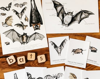 Bat Nature Study