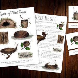 Op de afbeelding: Een printbare educatieve kaart met illustraties van verschillende soorten vogelnesten, waaronder een holnest, een hangend nest, een holtenest, een heuvelnest, een platformnest, een kopnest en een schraapnest. De kaart bevat ook tekst die elk type nest beschrijft.