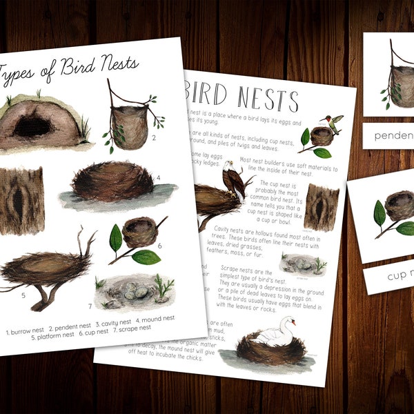 Bird Nests Mini Nature Study