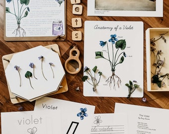 Common Blue Violet Mini Nature Study Bundle