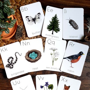 Tarjetas didácticas del alfabeto de la naturaleza del patio trasero