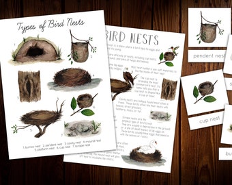 Bird Nests Mini Nature Study