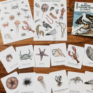 Paquete de estudio de la naturaleza sobre animales de la costa