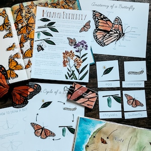 May include: A colourful educational chart about the life cycle of a monarch butterfly. The chart includes illustrations of the egg, caterpillar, chrysalis, and butterfly stages. The chart also includes a diagram of the butterfly's anatomy, with labels for the head, antenna, compound eye, proboscis, thorax, abdomen, and legs.