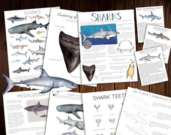 Sharks Unit Study