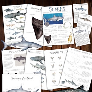 Sharks Unit Study