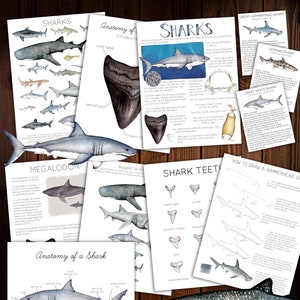 Sharks Unit Study image 1