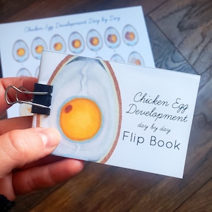 Peut inclure: Un livre à feuillets mobiles blanc avec le titre "Chicken Egg Development day by day Flip Book". La couverture présente une illustration rapprochée d'un œuf de poule avec un jaune et un poussin en développement.