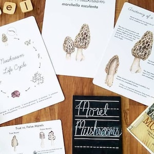Morel Mushroom Mini Unit Study Bundle