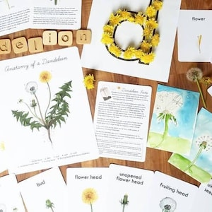 Dandelion Nature Study