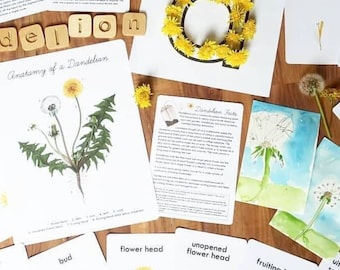 Dandelion Nature Study