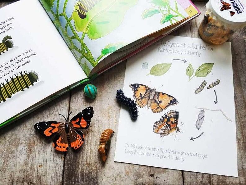 May include: A life cycle chart for a painted lady butterfly, showing the four stages of metamorphosis: egg, caterpillar, chrysalis, and butterfly. The chart is illustrated with watercolor drawings of each stage. The text on the chart reads: "Life Cycle of a Butterfly Painted Lady Butterfly" and "The life cycle of a butterfly or Metamorphosis has 4 stages 1 egg 2 caterpillar 3 chrysalis 4 butterfly."