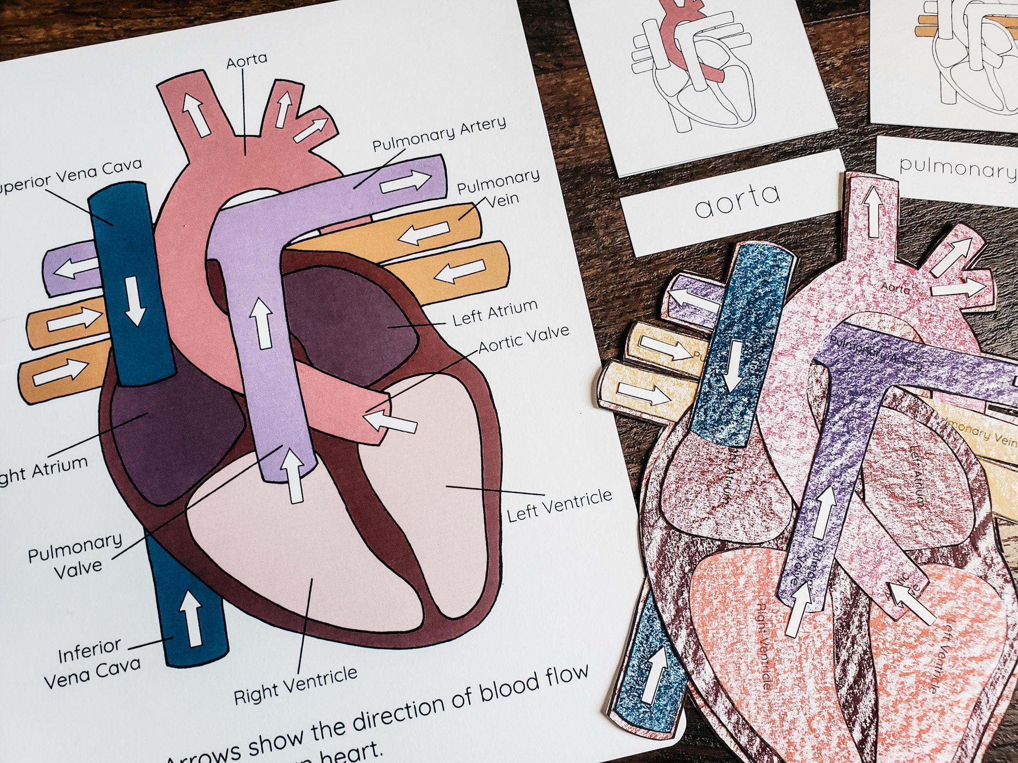 Human Heart Mini Study - Etsy