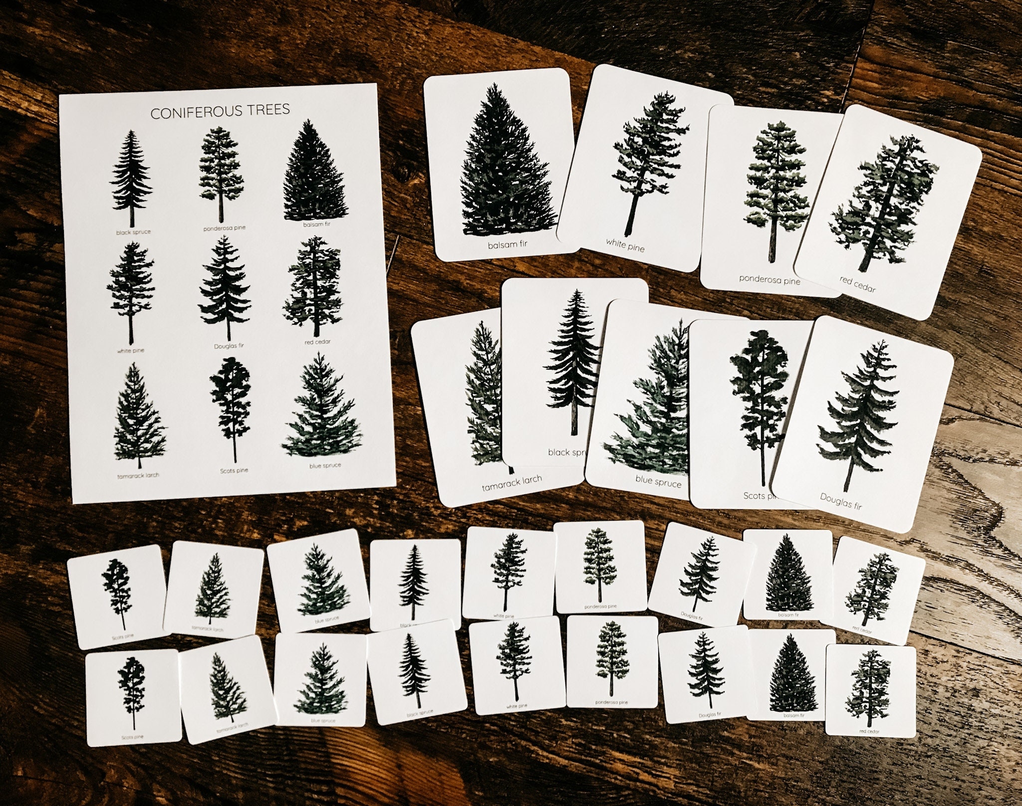 Coniferous Tree Mini Nature Study - Etsy