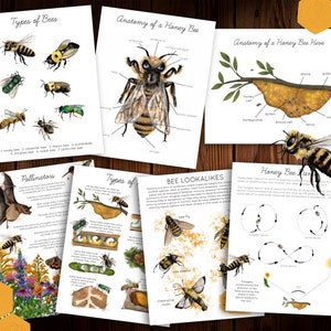 Bee Unit Study