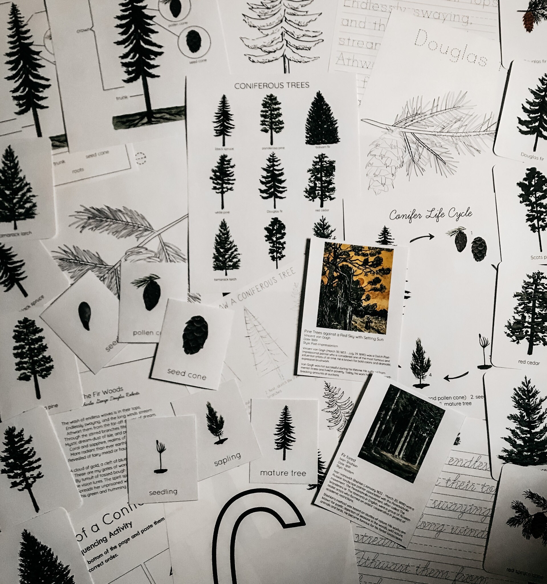 Coniferous Tree Mini Nature Study - Etsy