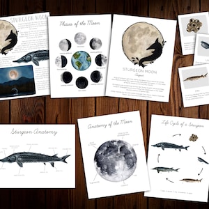 May include: A set of educational flashcards about sturgeon fish. The cards feature watercolor illustrations of sturgeon, their anatomy, life cycle, and the phases of the moon. The cards also include text about the sturgeon moon, which is the full moon in August.
